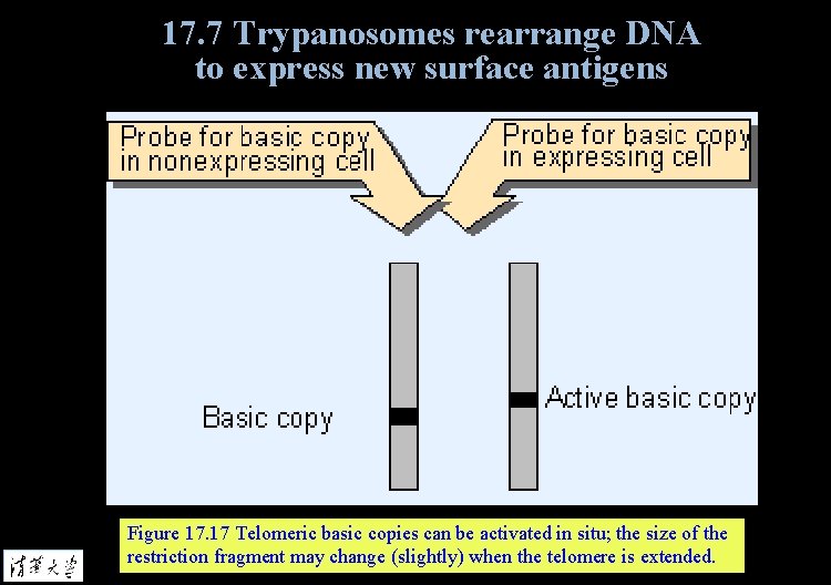 17. 7 Trypanosomes rearrange DNA to express new surface antigens Figure 17. 17 Telomeric