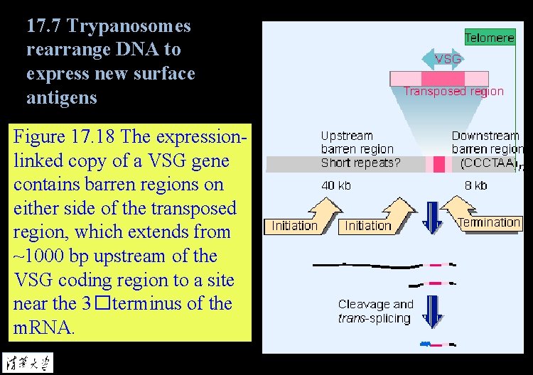 17. 7 Trypanosomes rearrange DNA to express new surface antigens Figure 17. 18 The