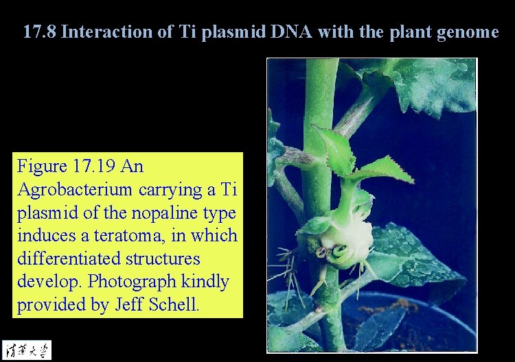 17. 8 Interaction of Ti plasmid DNA with the plant genome Figure 17. 19