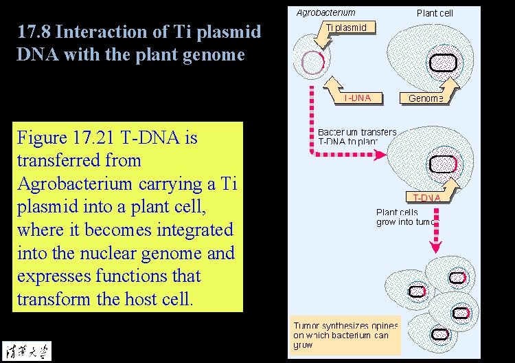 17. 8 Interaction of Ti plasmid DNA with the plant genome Figure 17. 21