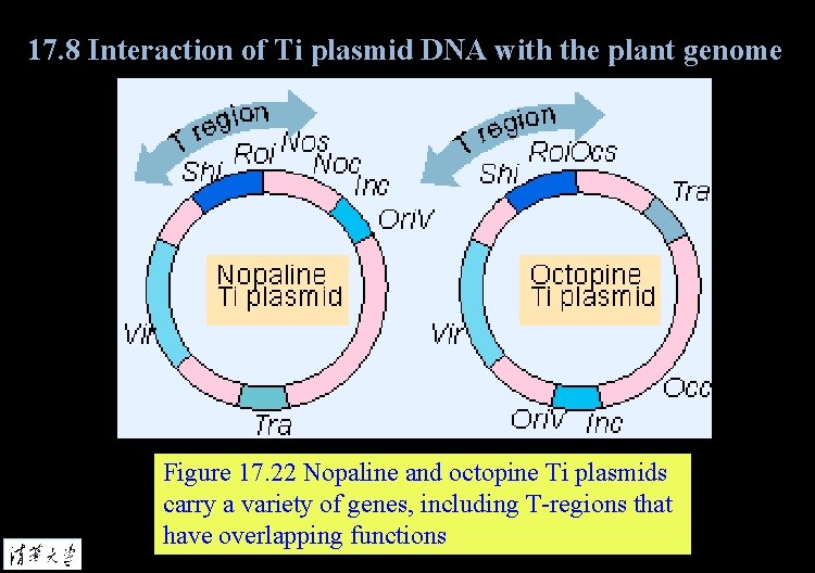 17. 8 Interaction of Ti plasmid DNA with the plant genome Figure 17. 22