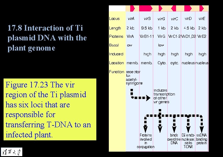 17. 8 Interaction of Ti plasmid DNA with the plant genome Figure 17. 23