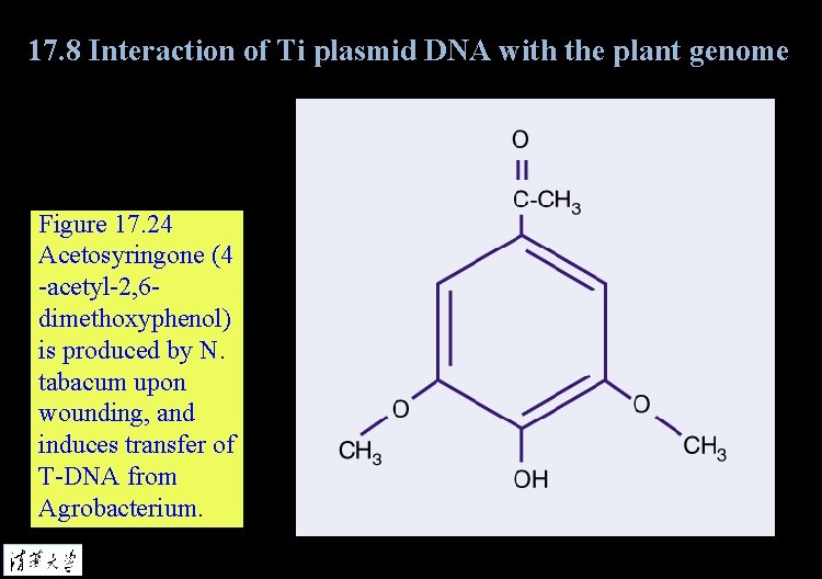 17. 8 Interaction of Ti plasmid DNA with the plant genome Figure 17. 24