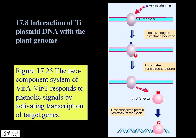 17. 8 Interaction of Ti plasmid DNA with the plant genome Figure 17. 25