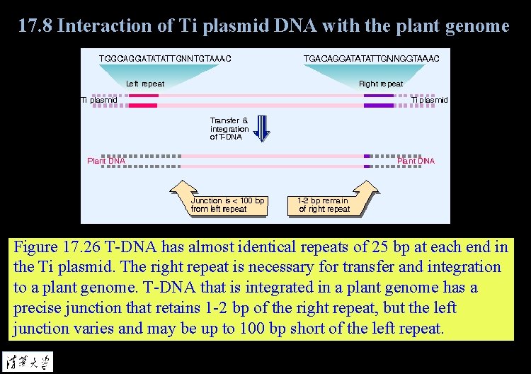 17. 8 Interaction of Ti plasmid DNA with the plant genome Figure 17. 26