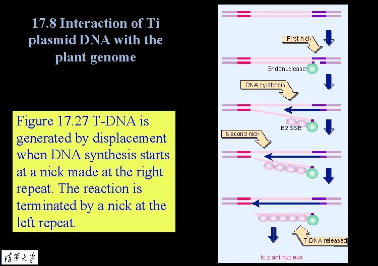 17. 8 Interaction of Ti plasmid DNA with the plant genome Figure 17. 27