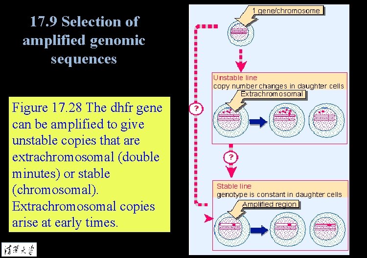 17. 9 Selection of amplified genomic sequences Figure 17. 28 The dhfr gene can