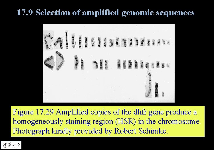 17. 9 Selection of amplified genomic sequences Figure 17. 29 Amplified copies of the