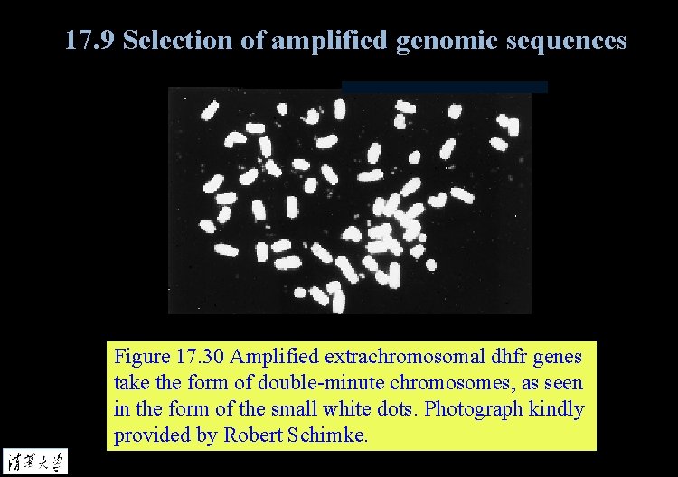 17. 9 Selection of amplified genomic sequences Figure 17. 30 Amplified extrachromosomal dhfr genes