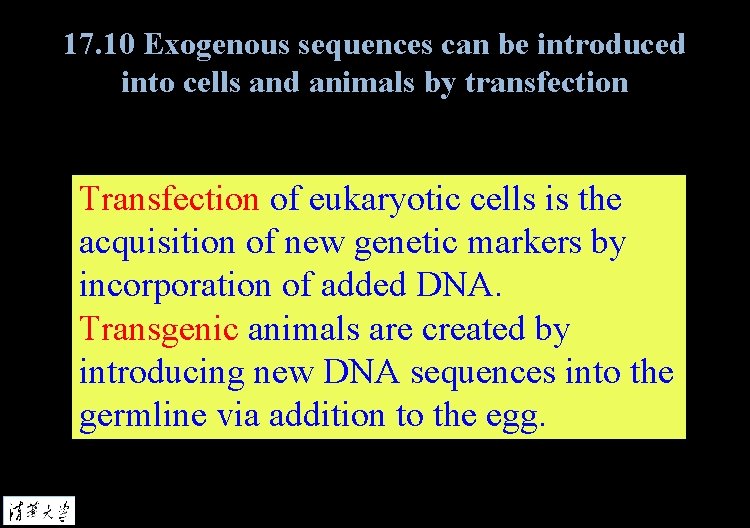 17. 10 Exogenous sequences can be introduced into cells and animals by transfection Transfection