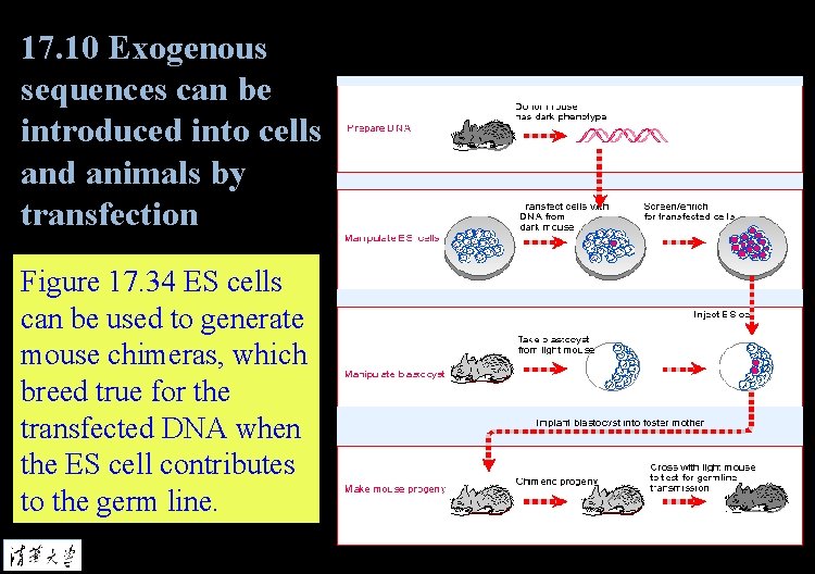 17. 10 Exogenous sequences can be introduced into cells and animals by transfection Figure