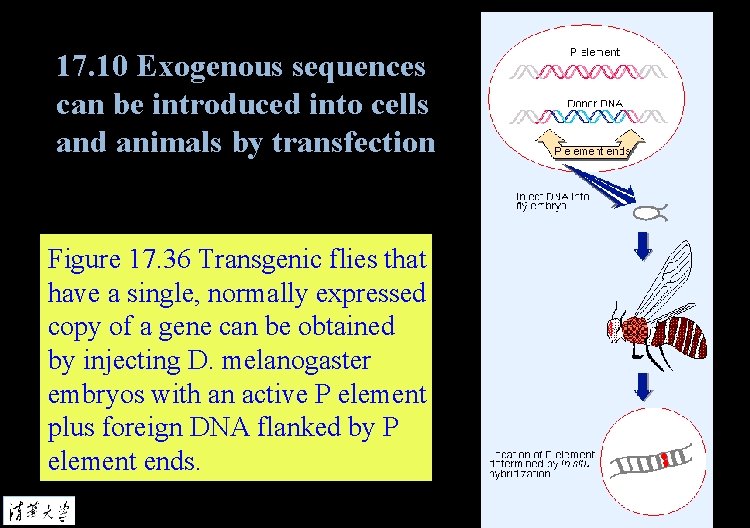 17. 10 Exogenous sequences can be introduced into cells and animals by transfection Figure