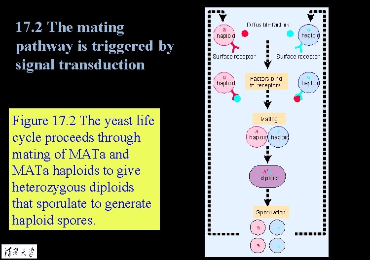 17. 2 The mating pathway is triggered by signal transduction Figure 17. 2 The