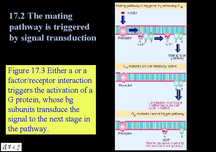 17. 2 The mating pathway is triggered by signal transduction Figure 17. 3 Either