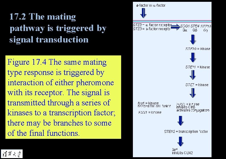 17. 2 The mating pathway is triggered by signal transduction Figure 17. 4 The