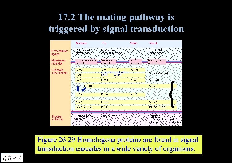 17. 2 The mating pathway is triggered by signal transduction Figure 26. 29 Homologous