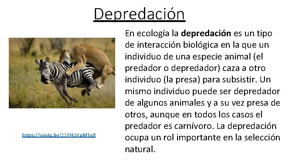 Depredación https: //youtu. be/23 PHGVq. MTo 8 En ecología la depredación es un tipo
