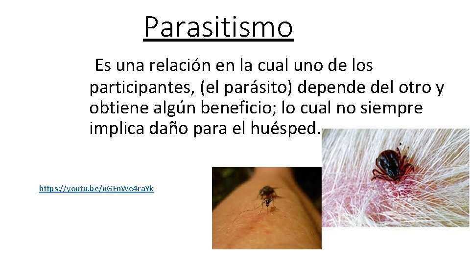 Parasitismo Es una relación en la cual uno de los participantes, (el parásito) depende