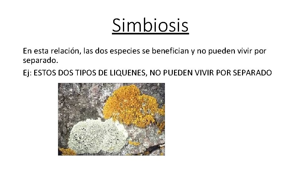 Simbiosis En esta relación, las dos especies se benefician y no pueden vivir por