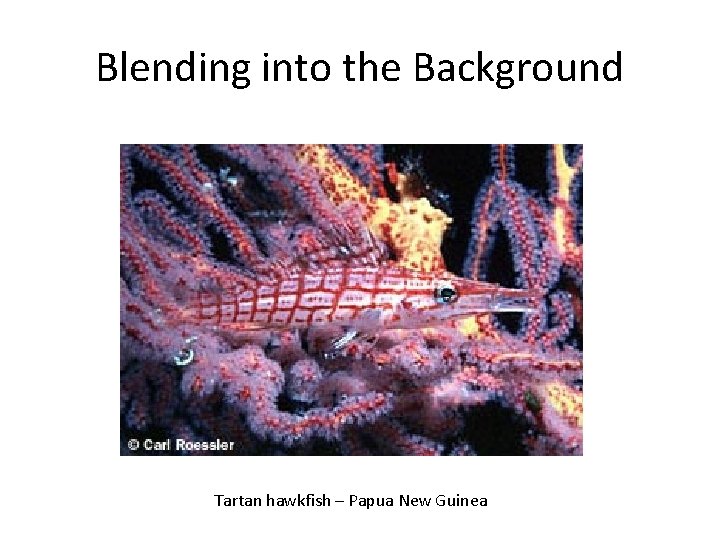 Blending into the Background Tartan hawkfish – Papua New Guinea Blending into the Background Tartan hawkfish – Papua New Guinea