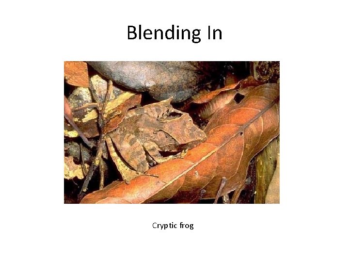 Blending In Cryptic frog Blending In Cryptic frog
