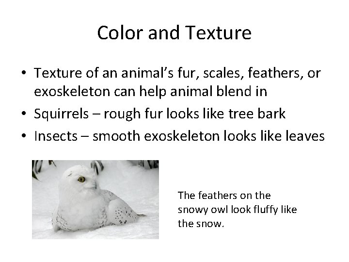 Color and Texture • Texture of an animal’s fur, scales, feathers, or exoskeleton can Color and Texture • Texture of an animal’s fur, scales, feathers, or exoskeleton can