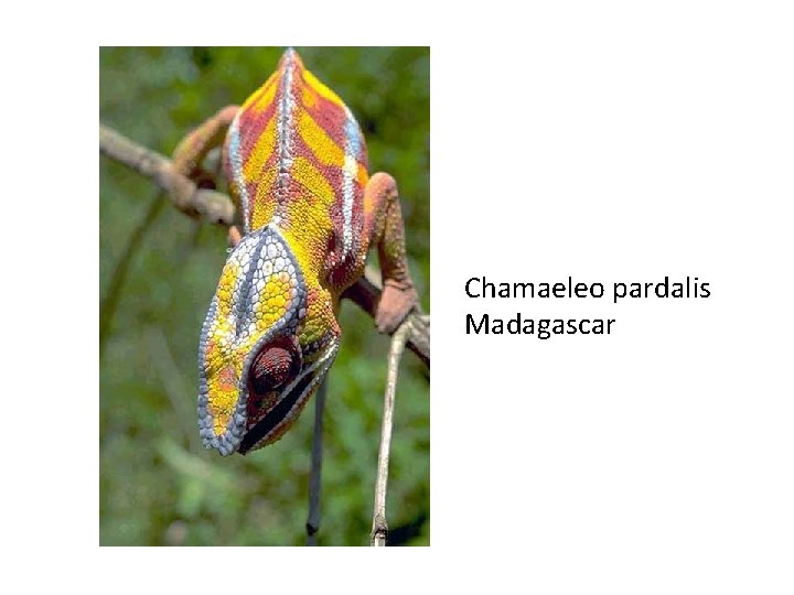 Chamaeleo pardalis Madagascar Chamaeleo pardalis Madagascar