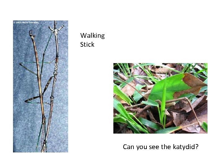 Walking Stick Can you see the katydid? Walking Stick Can you see the katydid?