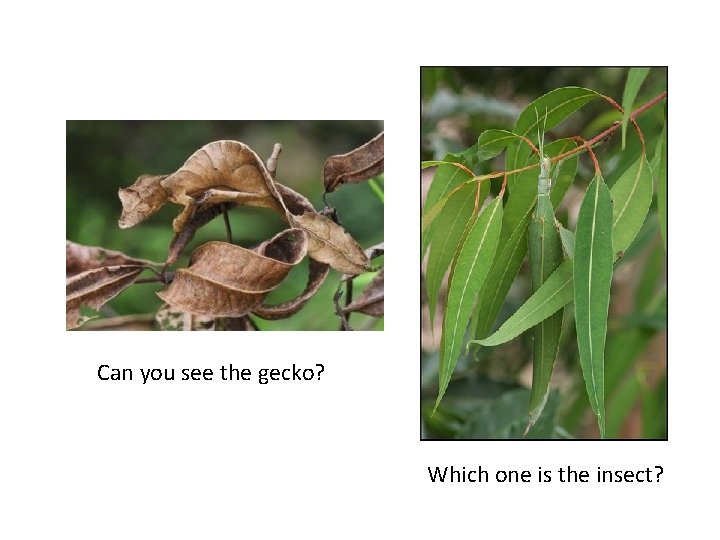 Can you see the gecko? Which one is the insect? Can you see the gecko? Which one is the insect?