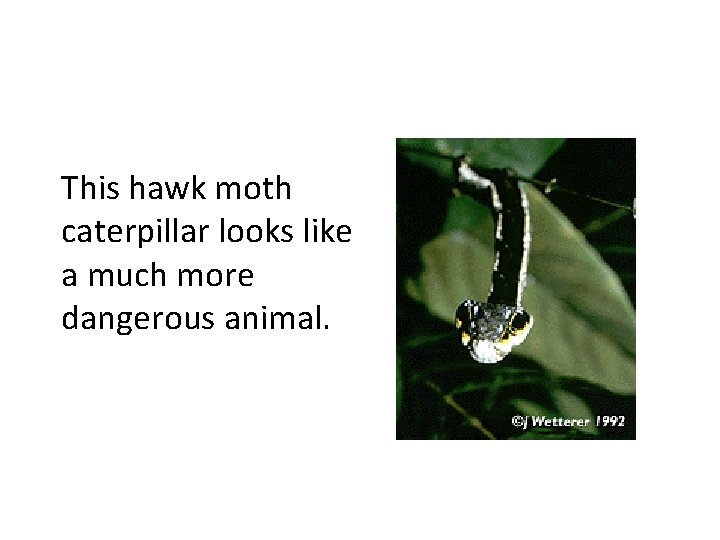 This hawk moth caterpillar looks like a much more dangerous animal. This hawk moth caterpillar looks like a much more dangerous animal.