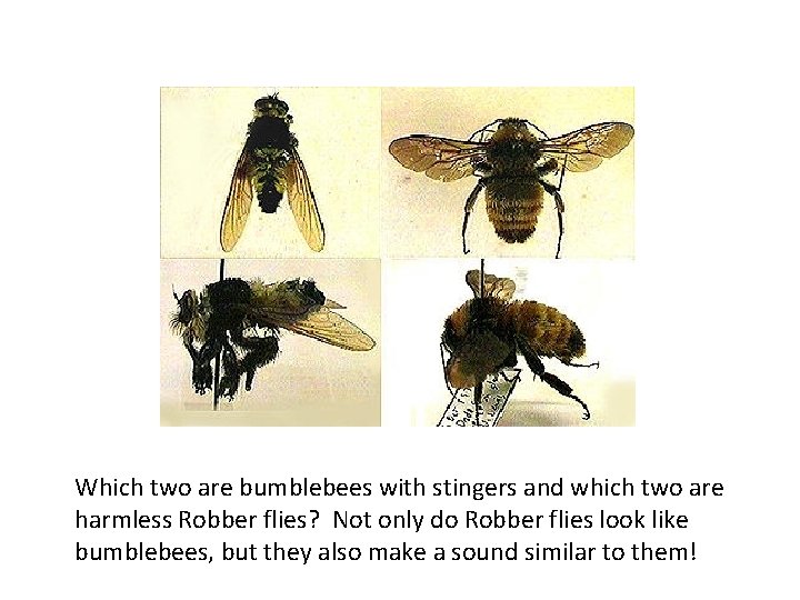 Which two are bumblebees with stingers and which two are harmless Robber flies? Not Which two are bumblebees with stingers and which two are harmless Robber flies? Not