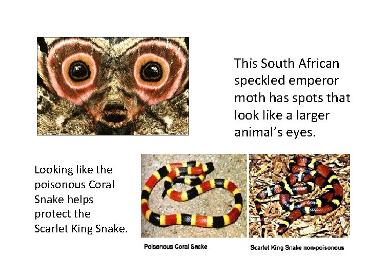 This South African speckled emperor moth has spots that look like a larger animal’s This South African speckled emperor moth has spots that look like a larger animal’s