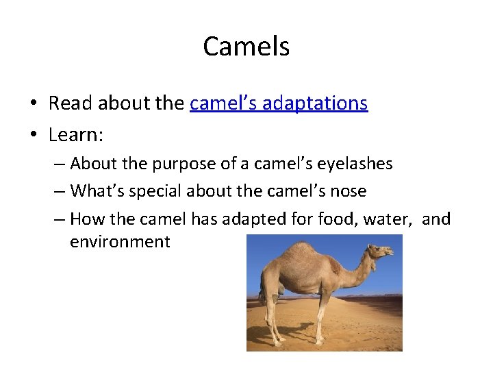 Camels • Read about the camel’s adaptations • Learn: – About the purpose of Camels • Read about the camel’s adaptations • Learn: – About the purpose of