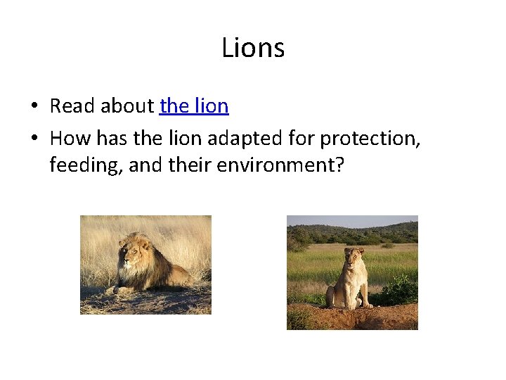 Lions • Read about the lion • How has the lion adapted for protection, Lions • Read about the lion • How has the lion adapted for protection,
