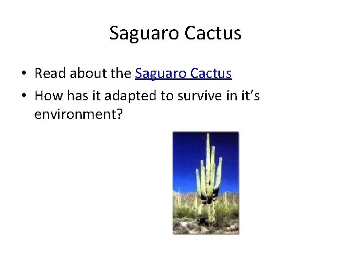 Saguaro Cactus • Read about the Saguaro Cactus • How has it adapted to Saguaro Cactus • Read about the Saguaro Cactus • How has it adapted to