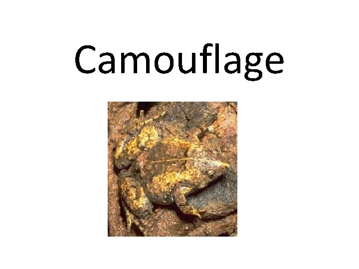 Camouflage Camouflage