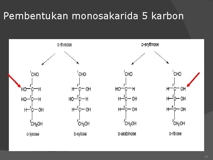 Pembentukan monosakarida 5 karbon 12 
