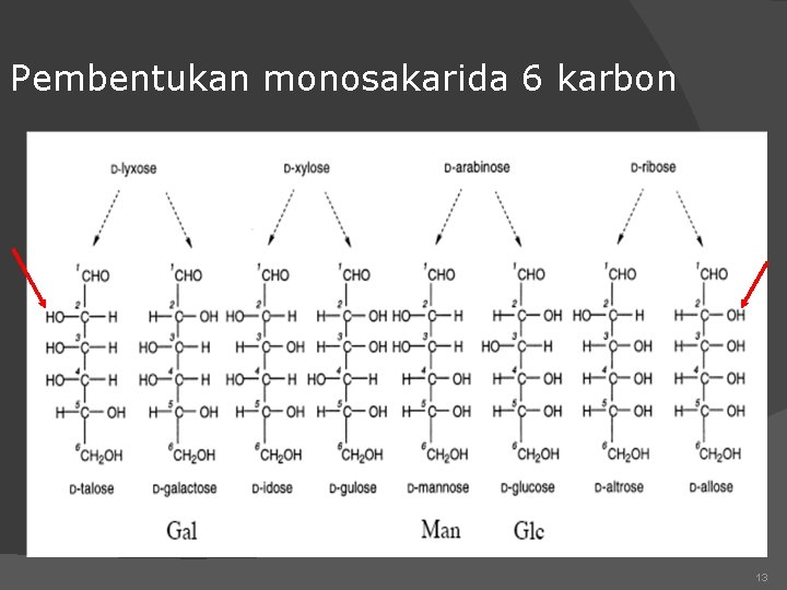 Pembentukan monosakarida 6 karbon 13 