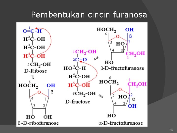 Pembentukan cincin furanosa 19 