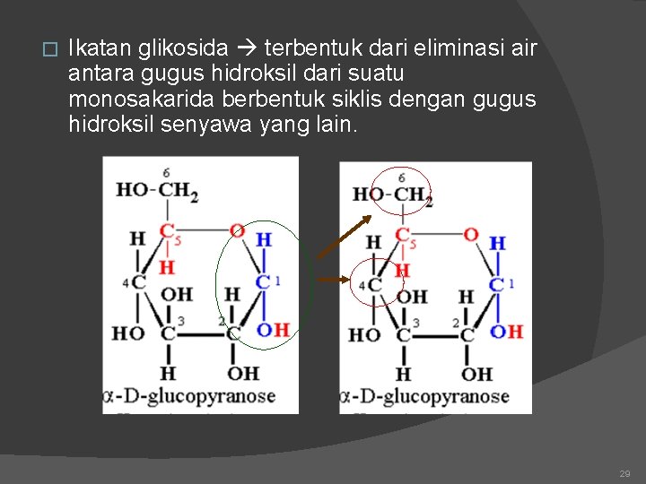 � Ikatan glikosida terbentuk dari eliminasi air antara gugus hidroksil dari suatu monosakarida berbentuk
