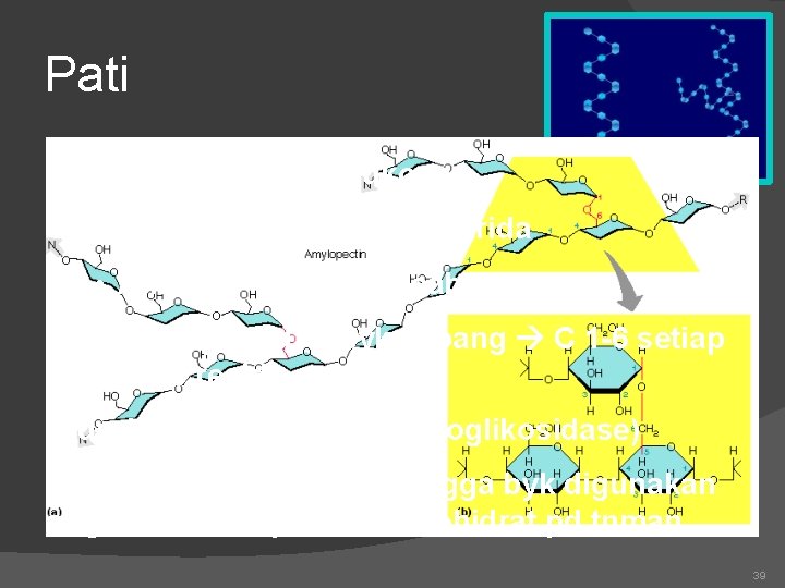 Pati Merupakan polimer glukosa Terdiri dari 2 macam polisakarida • Amilosa tidak bercabang •