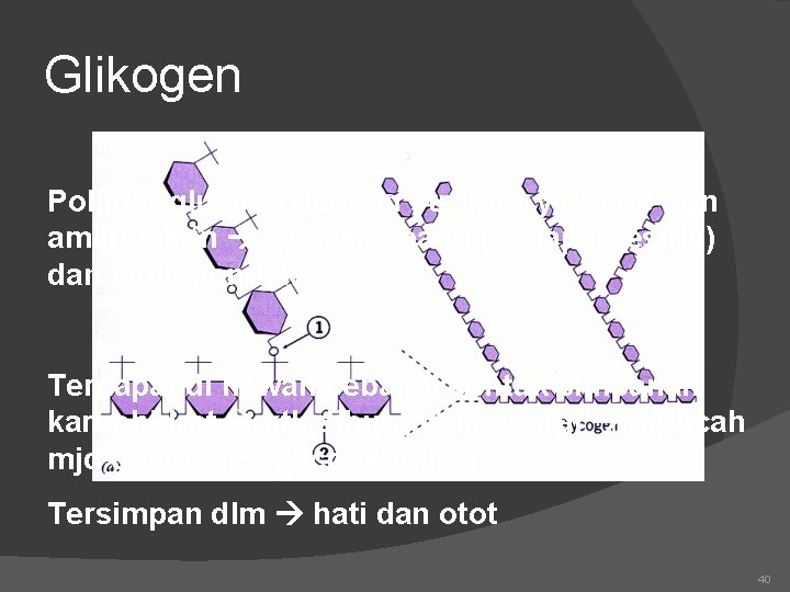 Glikogen Polimer glukosa dengan struktur yg mirip dgn amilopektin tp byk cabang (setiap 8