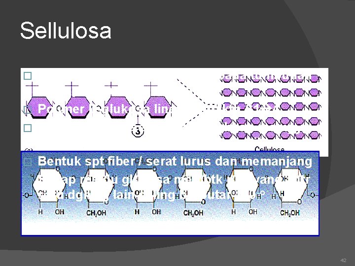 Sellulosa � � � Struktural karbohidrat utama pada tumbuhan berkayu dan berserat Polimer D-glukosa