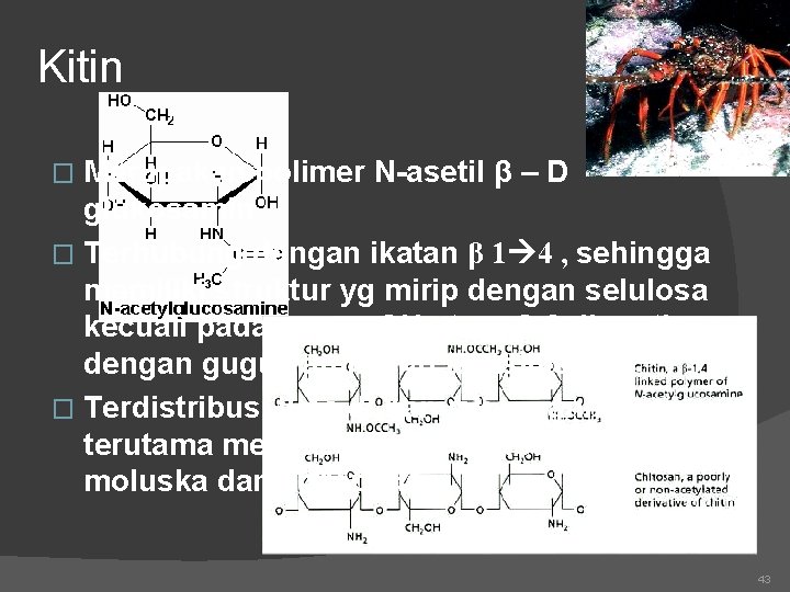 Kitin Merupakan polimer N-asetil β – D glukosamin � Terhubung dengan ikatan β 1