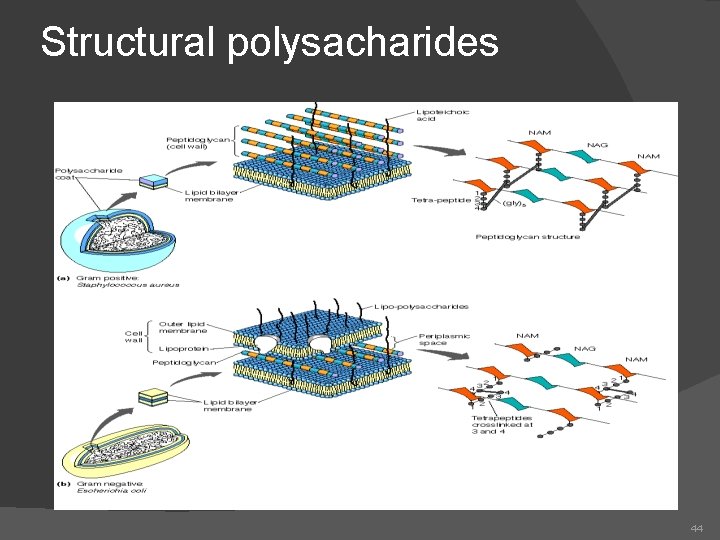 Structural polysacharides 44 