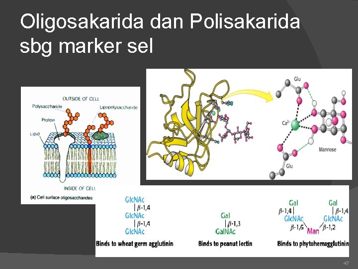 Oligosakarida dan Polisakarida sbg marker sel 47 