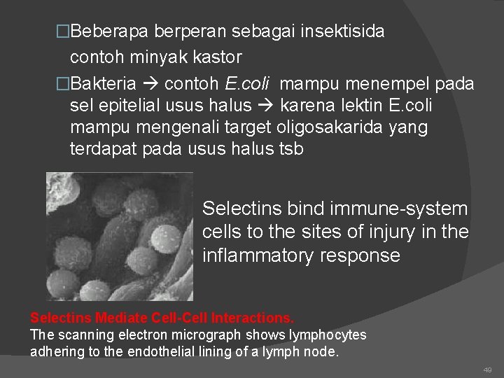 �Beberapa berperan sebagai insektisida contoh minyak kastor �Bakteria contoh E. coli mampu menempel pada