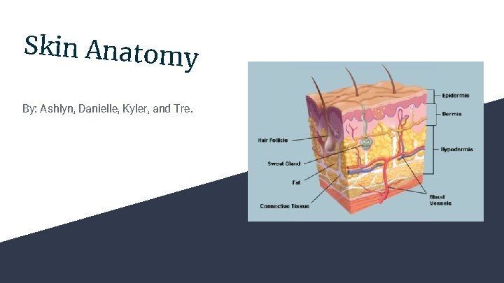 Skin Anatomy By: Ashlyn, Danielle, Kyler, and Tre. 
