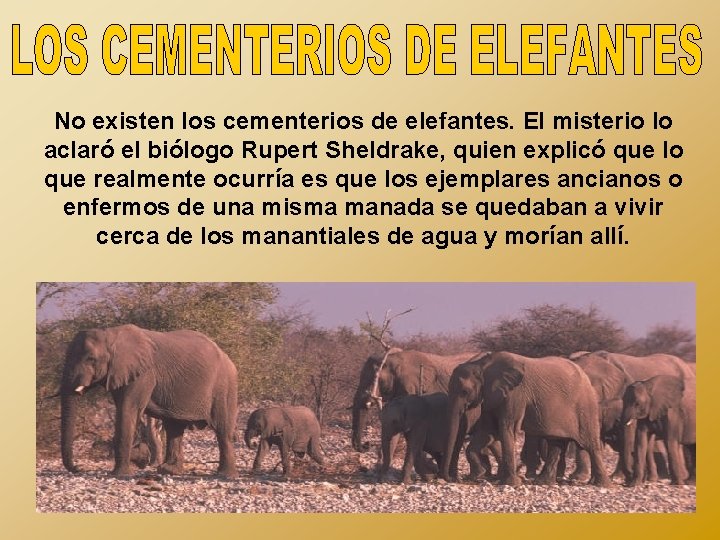 No existen los cementerios de elefantes. El misterio lo aclaró el biólogo Rupert Sheldrake,