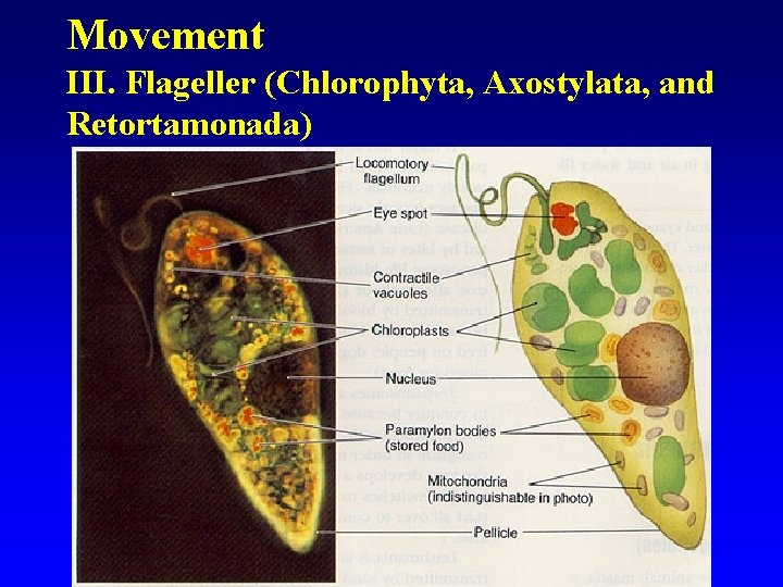 Movement III. Flageller (Chlorophyta, Axostylata, and Retortamonada) 